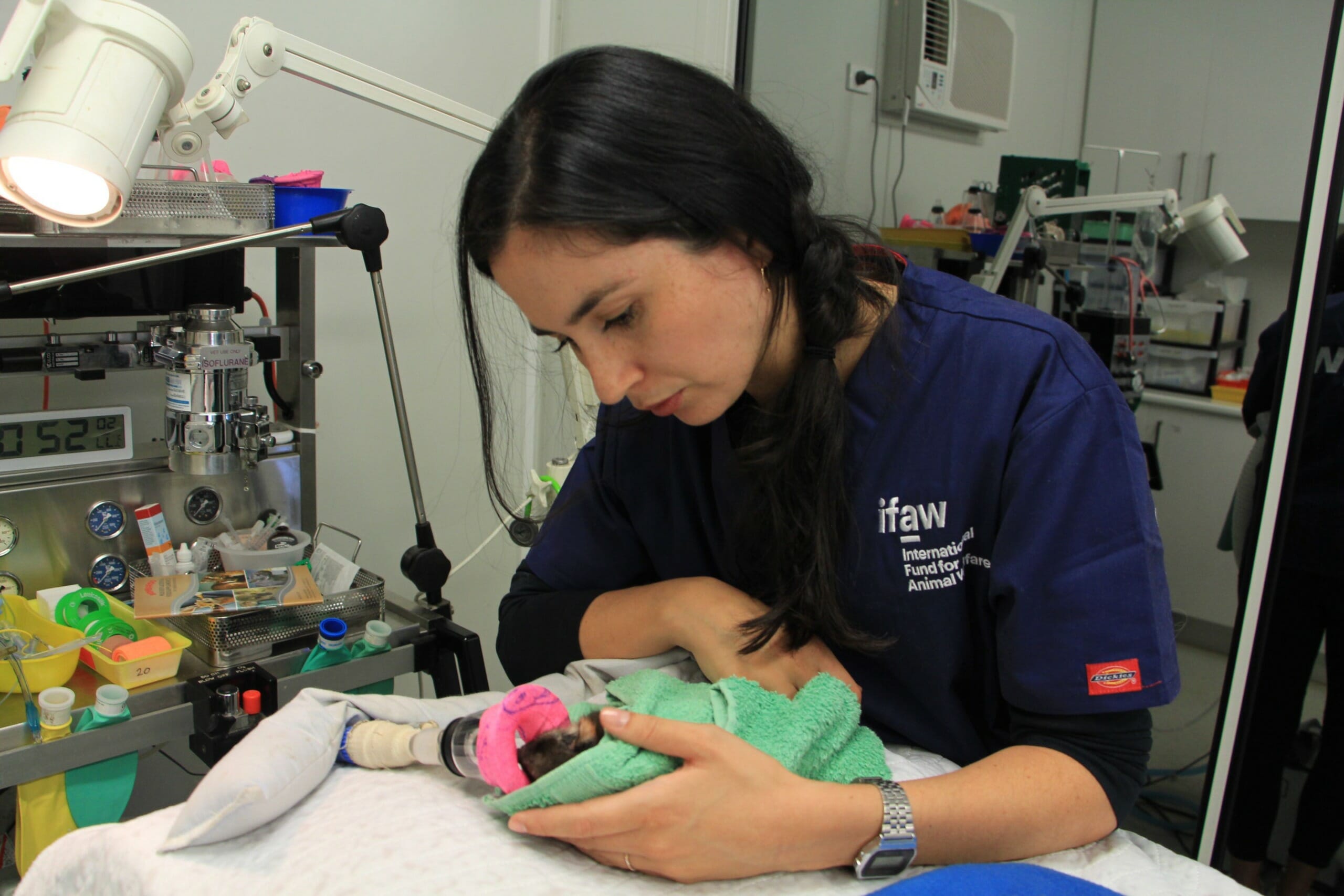 From Wildlife Trafficking Rehab to Bushfires – an Australian Vet Nurse’s Story