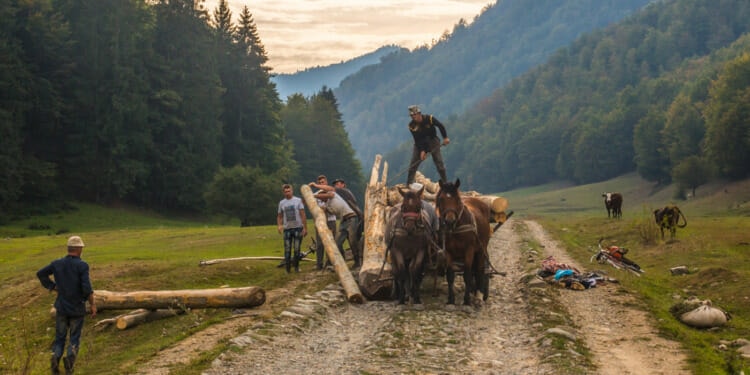 Romanian Forests, the Heartland of Europe’s Biodiversity, At Risk