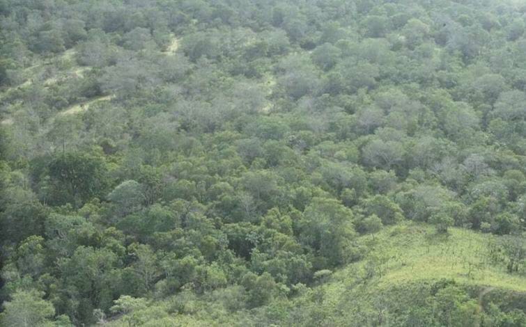 biodiversity conservation extinction