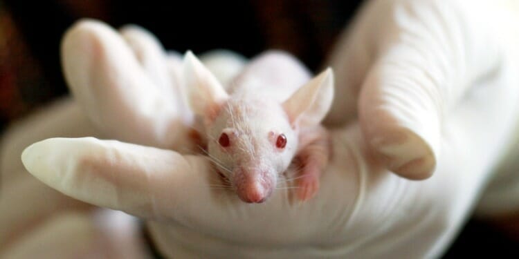 Animal Testing for Cosmetics