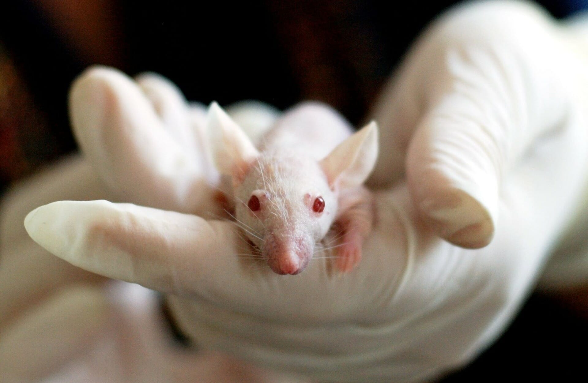 What Exactly Is Animal Testing For Cosmetics