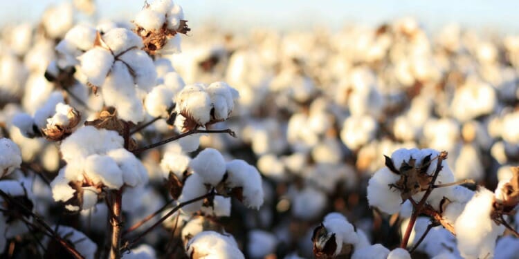 Know Your Basics: Cotton