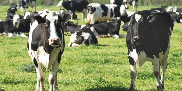 A Novel Way To Cut Greenhouse Gas Emissions: Train Cows to Use the Toilet