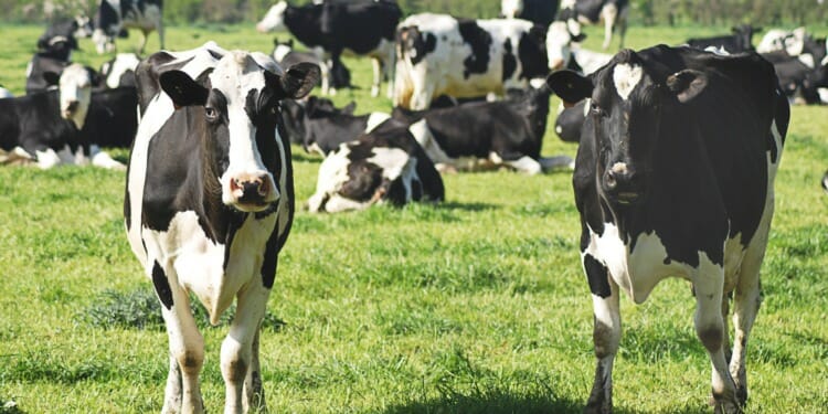 A Novel Way To Cut Greenhouse Gas Emissions: Train Cows to Use the Toilet