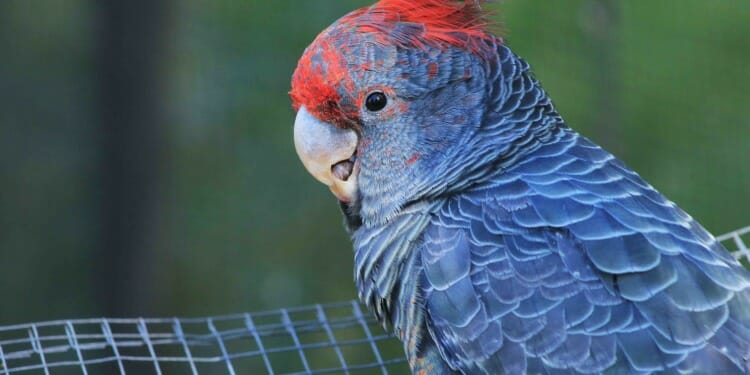 Are Animals Now ‘Shapeshifting’ as a Response to Climate Change?