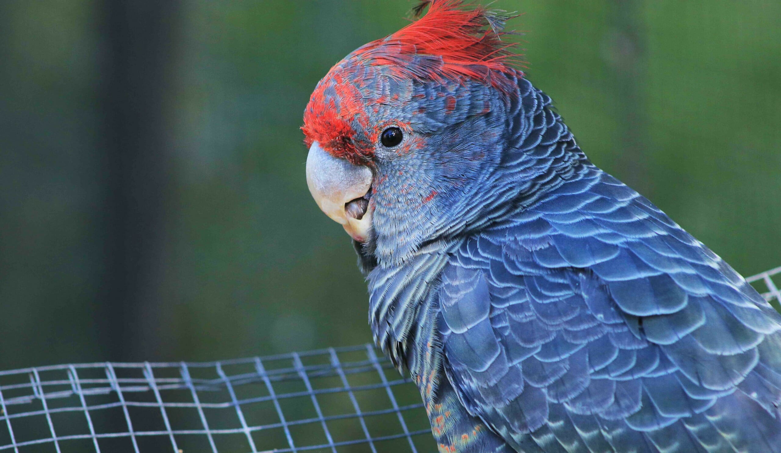 Are Animals Now ‘Shapeshifting’ as a Response to Climate Change?