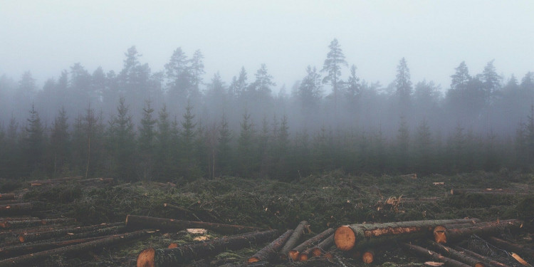 Carbon credit deforestation