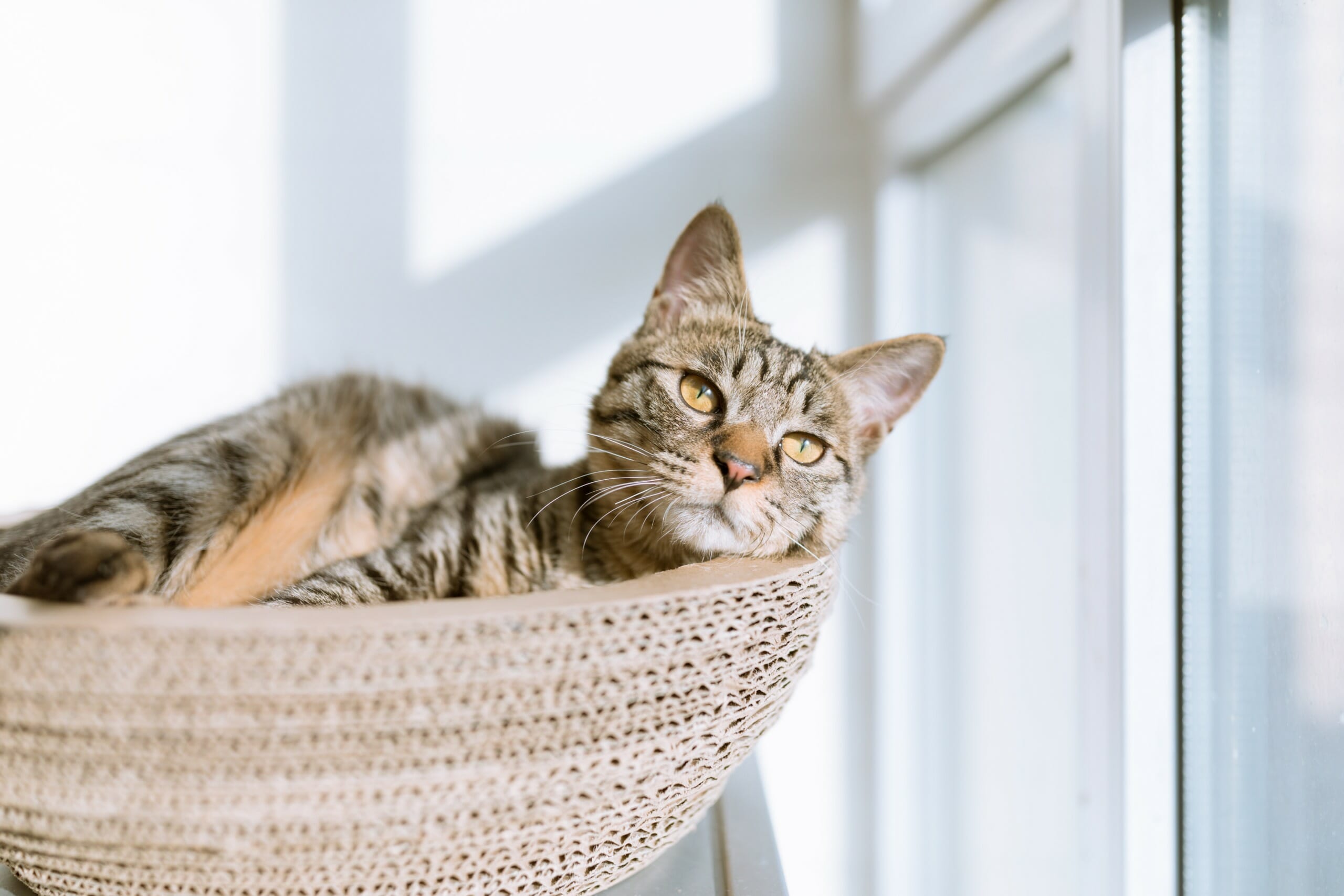 4 Easy Ways to Become an Eco-Friendly Cat Owner