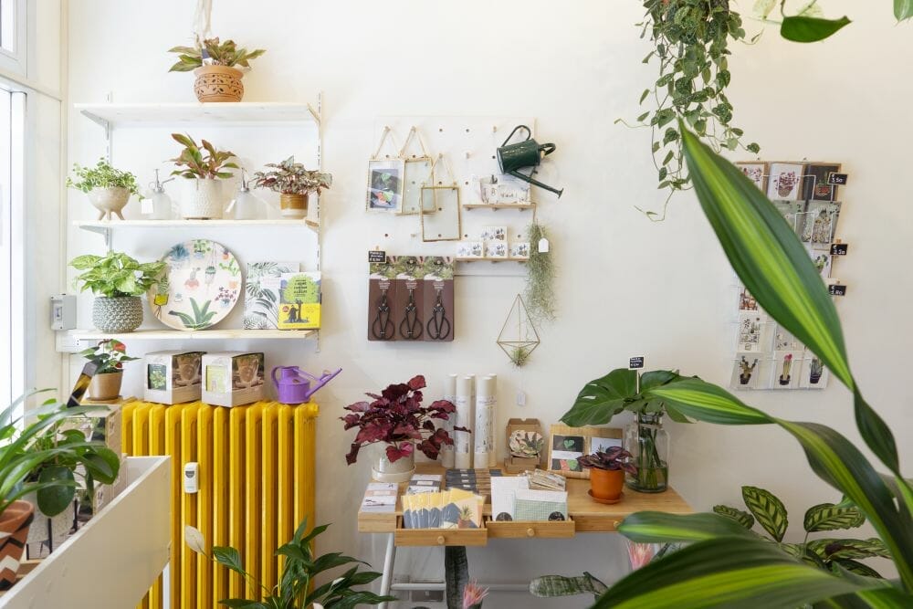 5 Air-Purifying Houseplants to Improve Air Quality