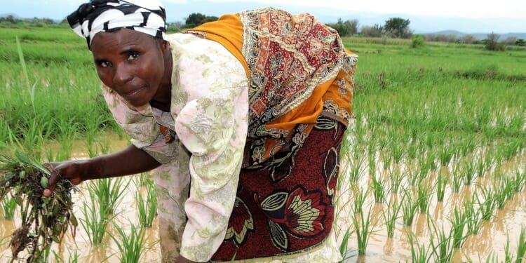 Reimagining Generational Gaps to Transform Africa’s Agri-food Systems