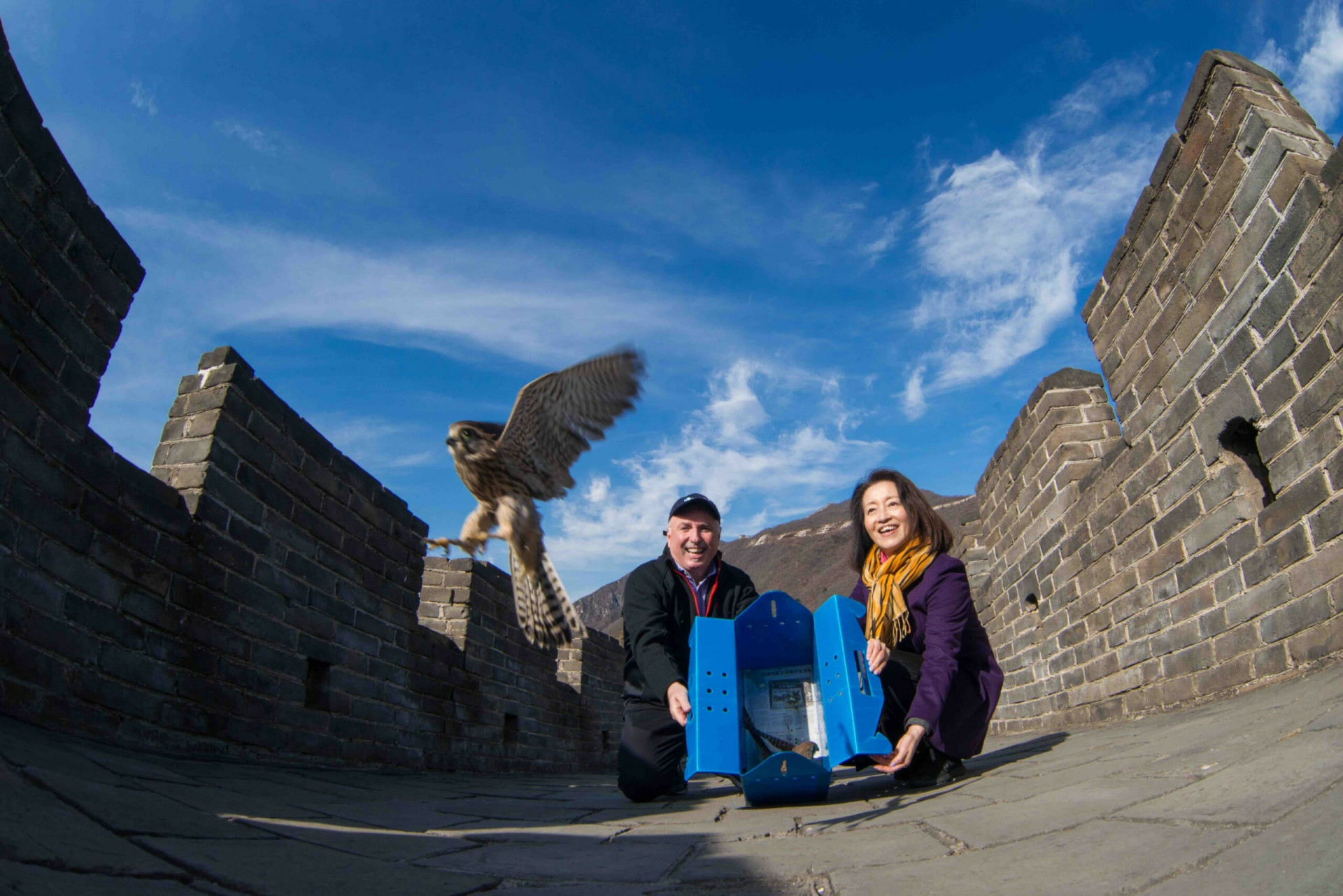 Azzedine Downes participating in conservation efforts by freeing a rescued bird of prey