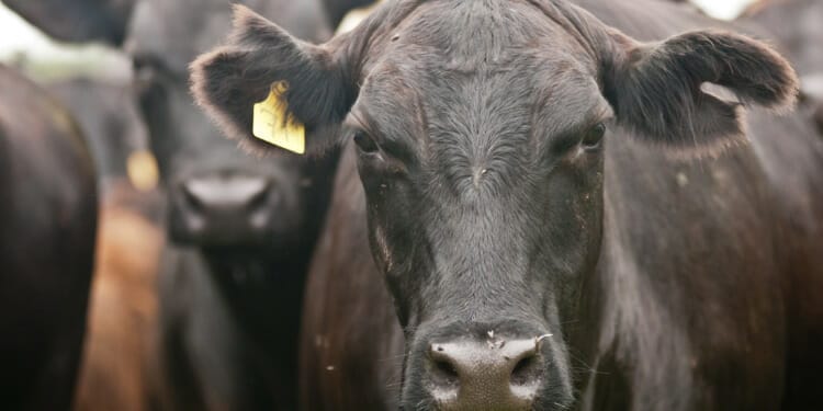 Daily Meat Consumption Is Falling, but Is it Falling Fast Enough?