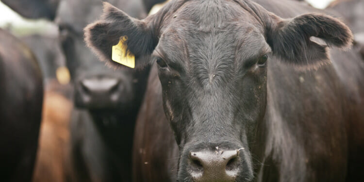 Daily Meat Consumption Is Falling, but Is it Falling Fast Enough?