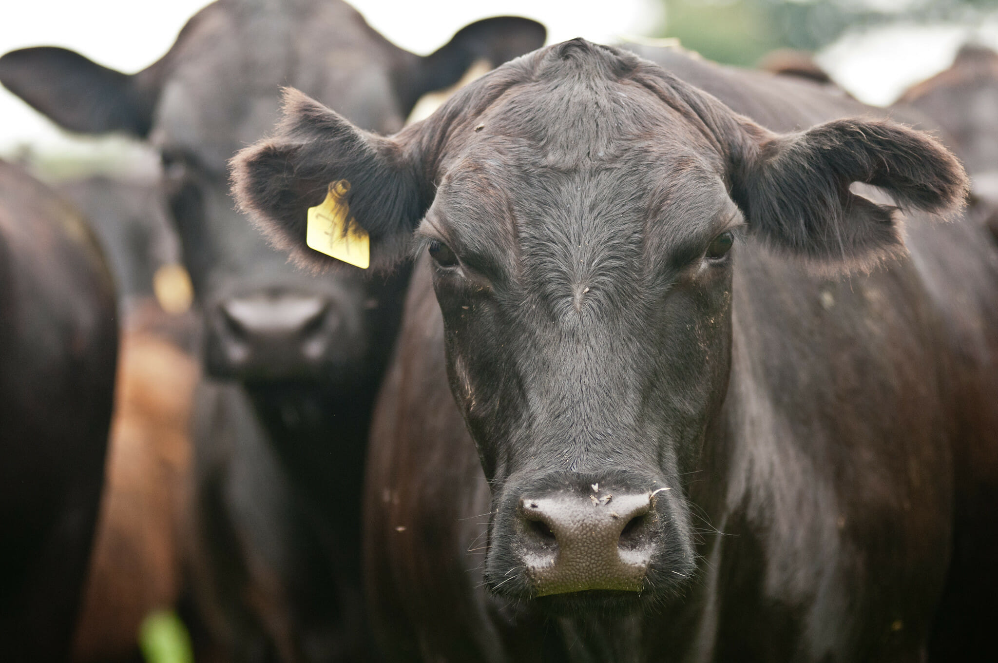 Daily Meat Consumption Is Falling, but Is it Falling Fast Enough?