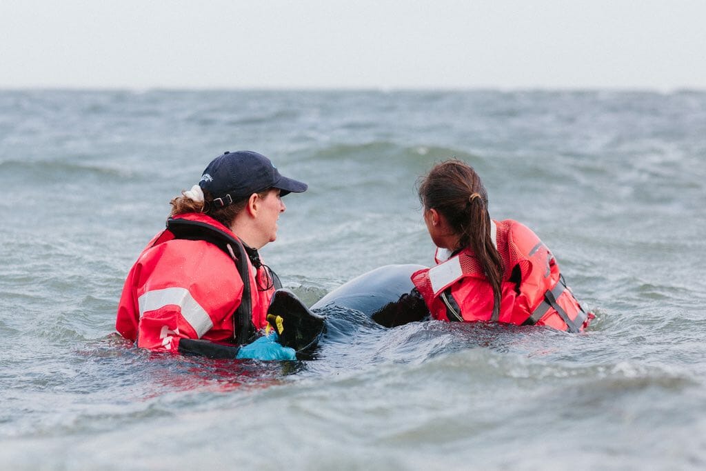 How Katie Moore is Spearheading Conservation Efforts