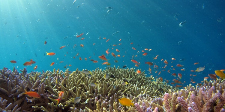 A school of fish in the ocean enjoying the coral reefs