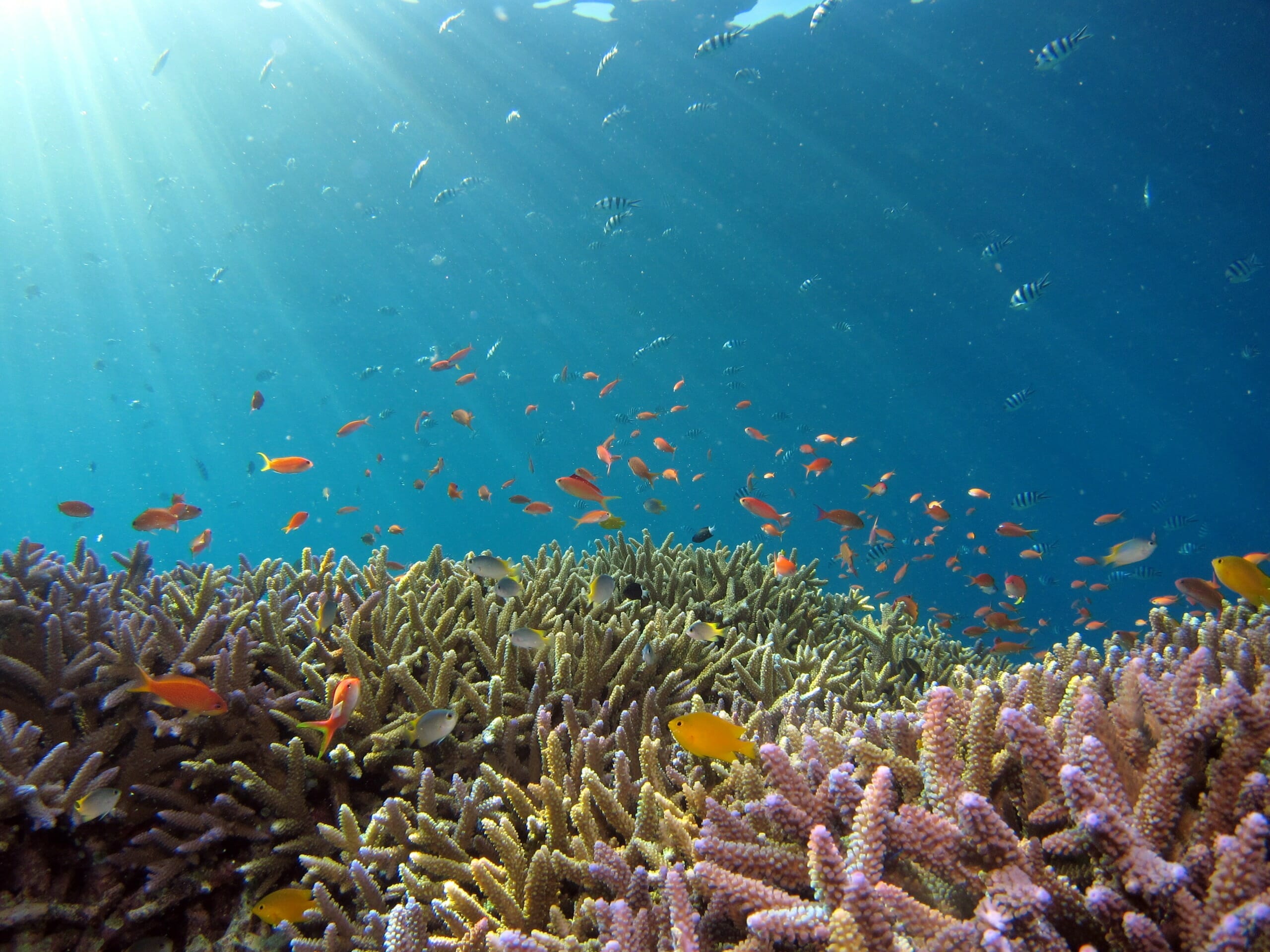 A school of fish in the ocean enjoying the coral reefs