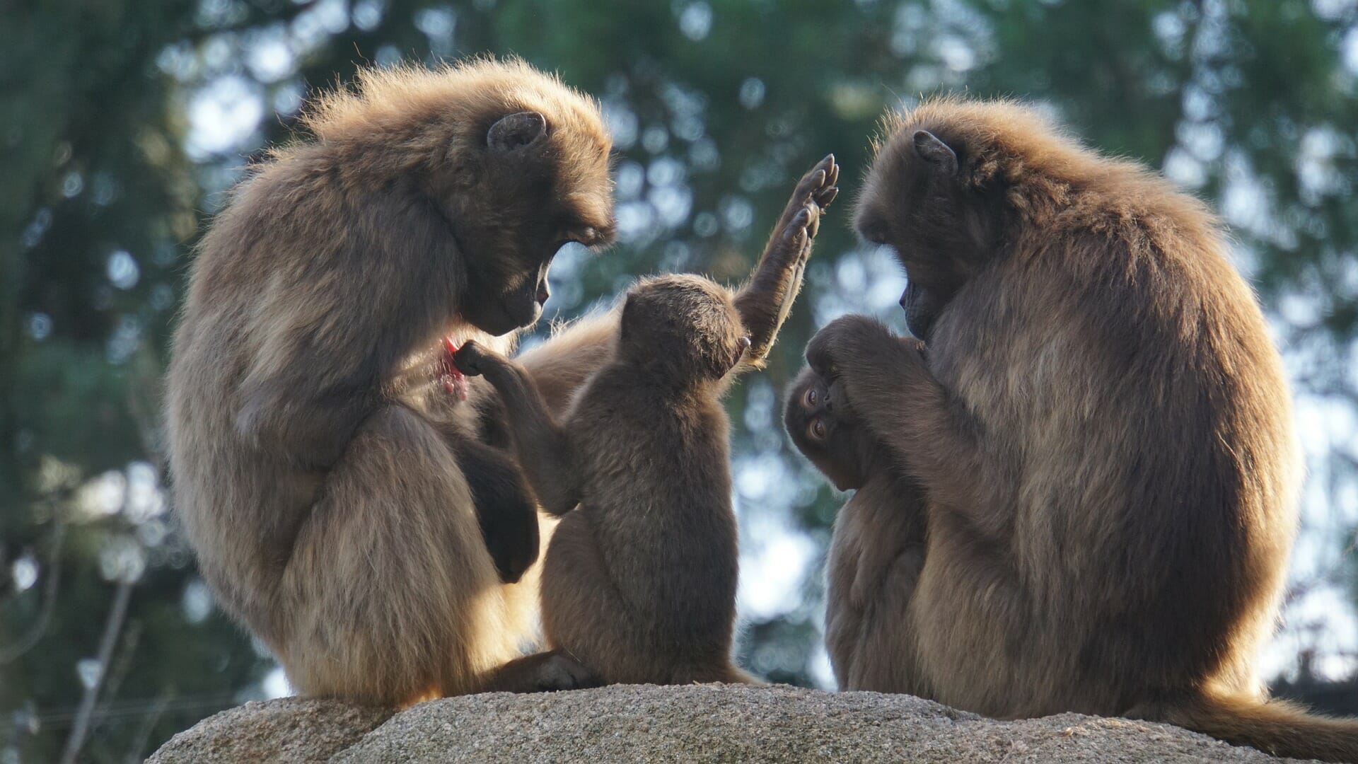 Biodiversity, A family of monkeys sitting together