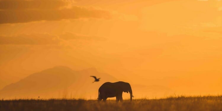 Elephant in the wild of Africa