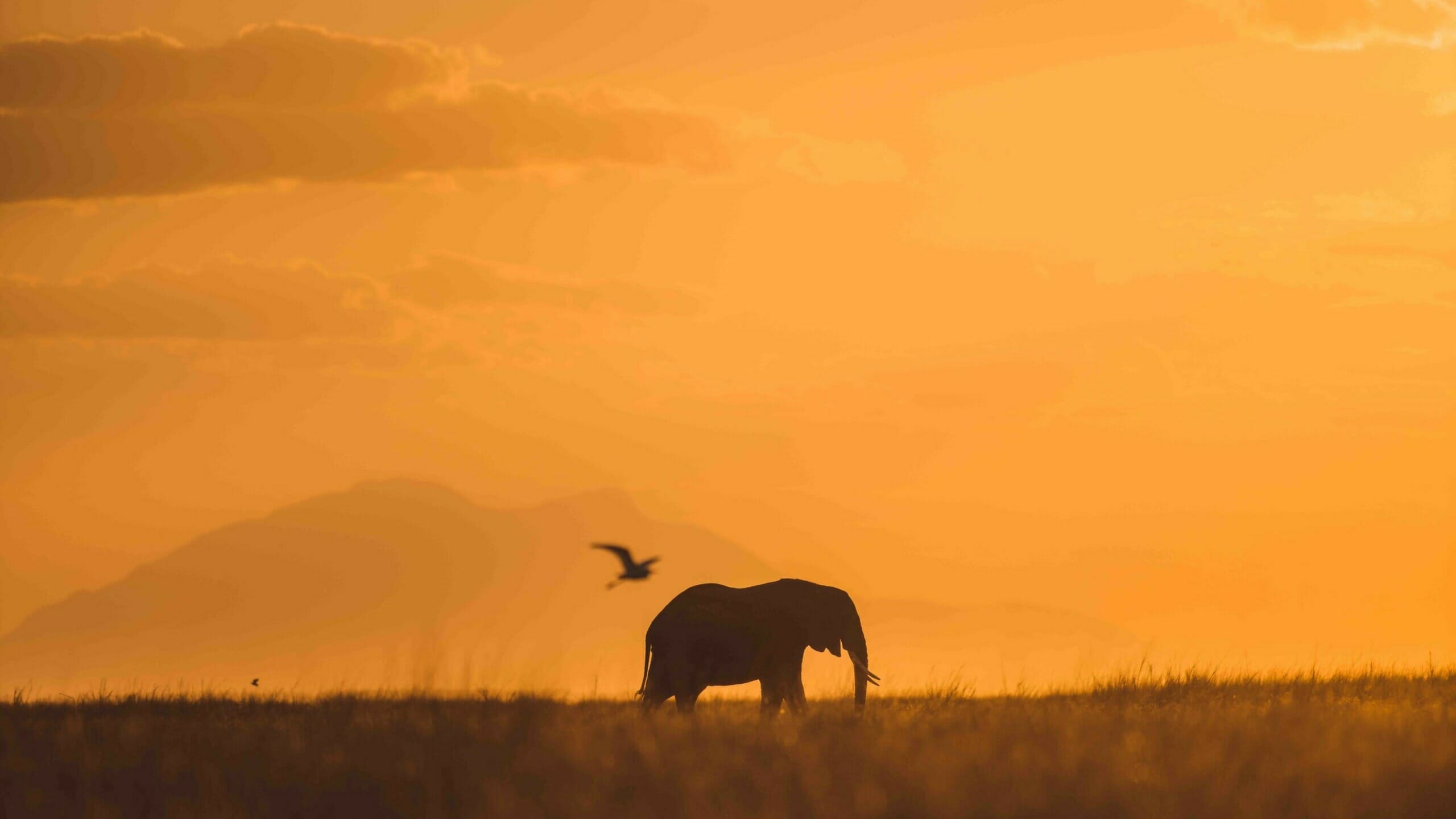 Elephant in the wild of Africa