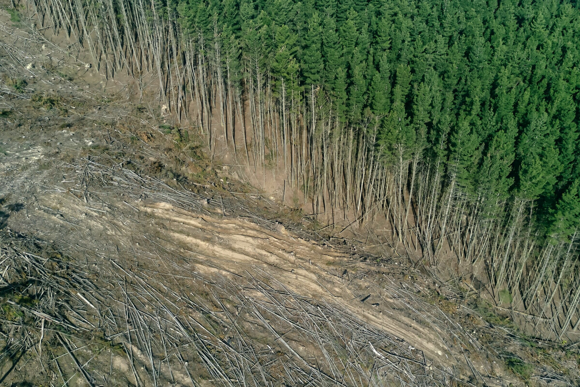 Photo of deforestation ahead of COP26