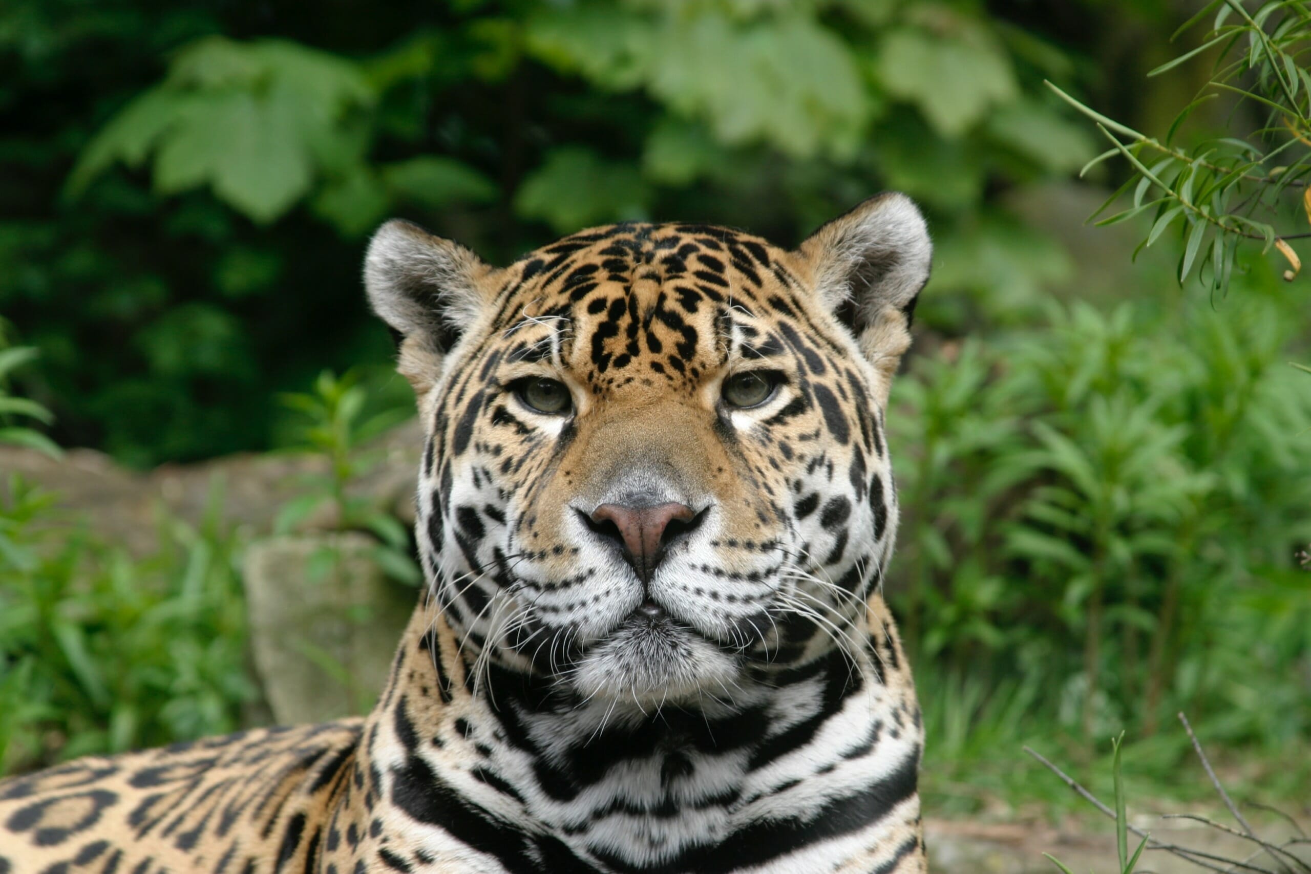 jaguar staring at camera