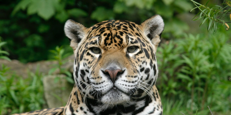 jaguar staring at camera