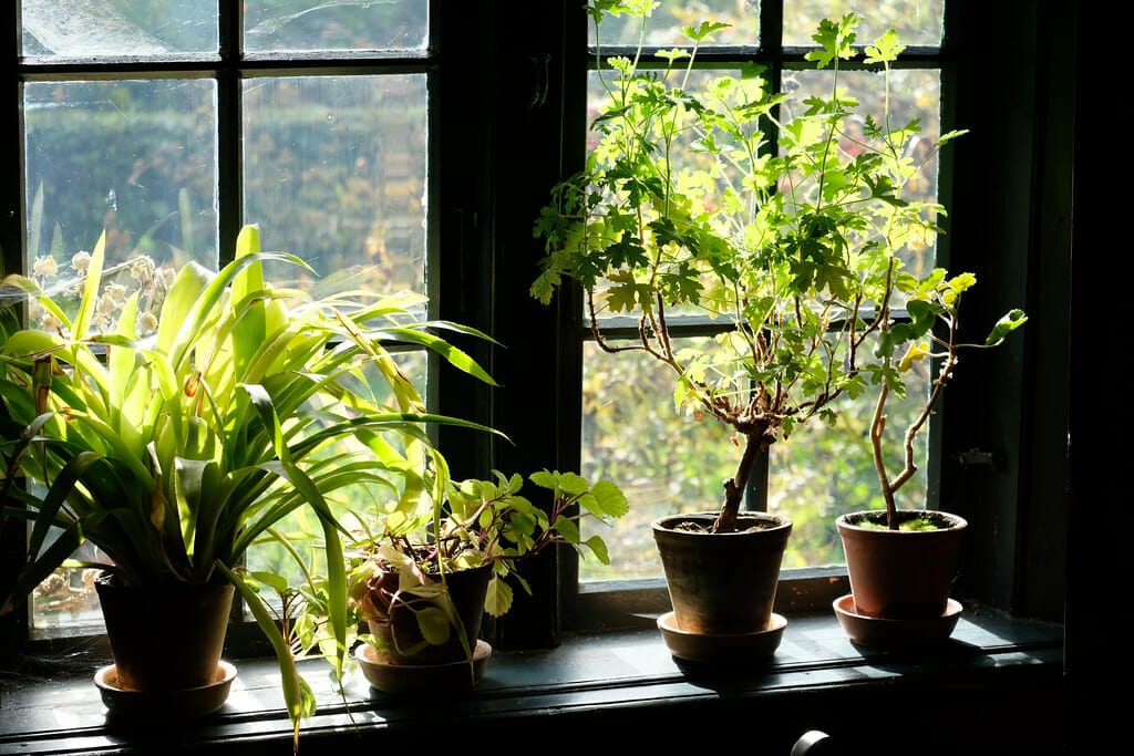How Indoor Gardening Can Boost Our Mental and Physical Health 
