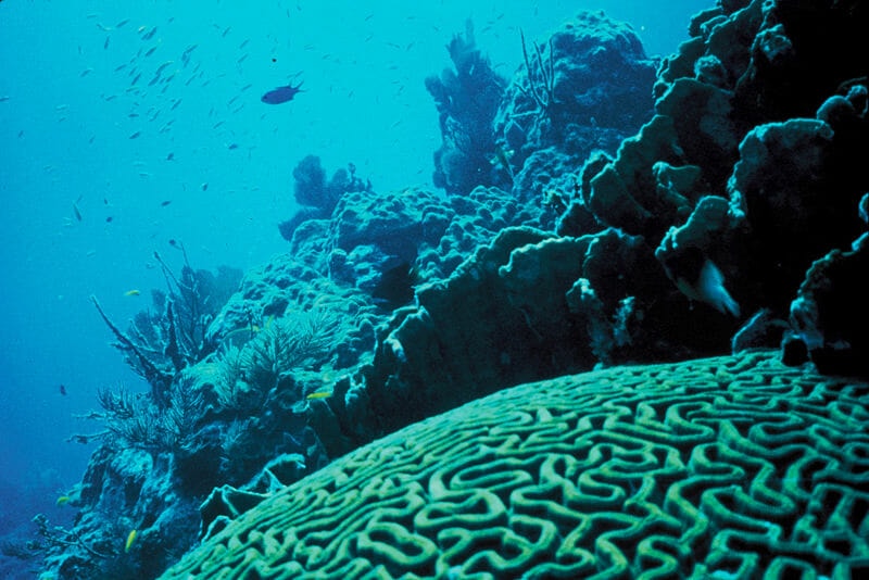 Can Stock Market Theory Save the World’s Coral Reefs?
