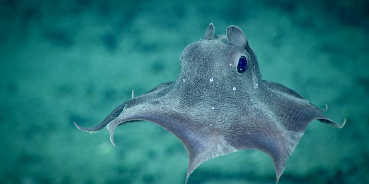 dumbo octopus in sea