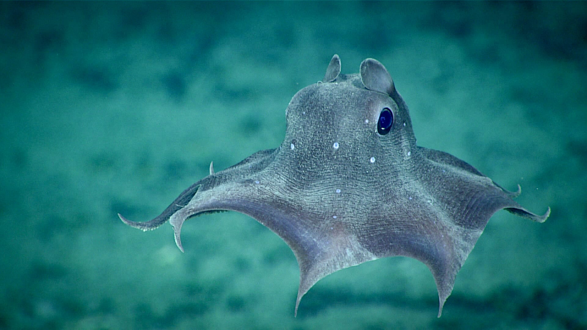 dumbo octopus in sea