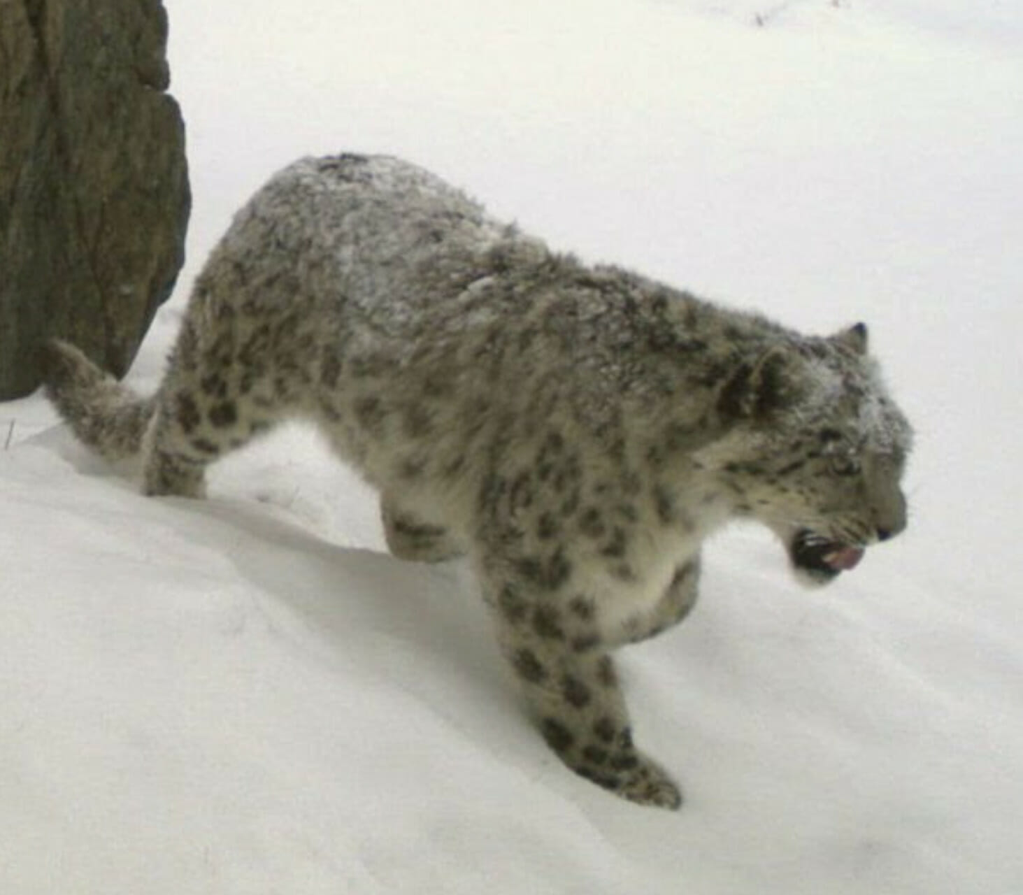 snow leopard