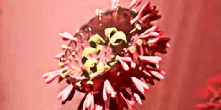 Omicron: How Worried Should You Be?