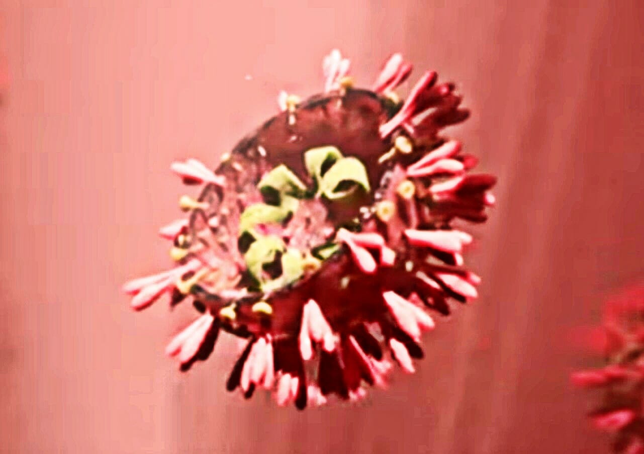 Omicron: How Worried Should You Be?