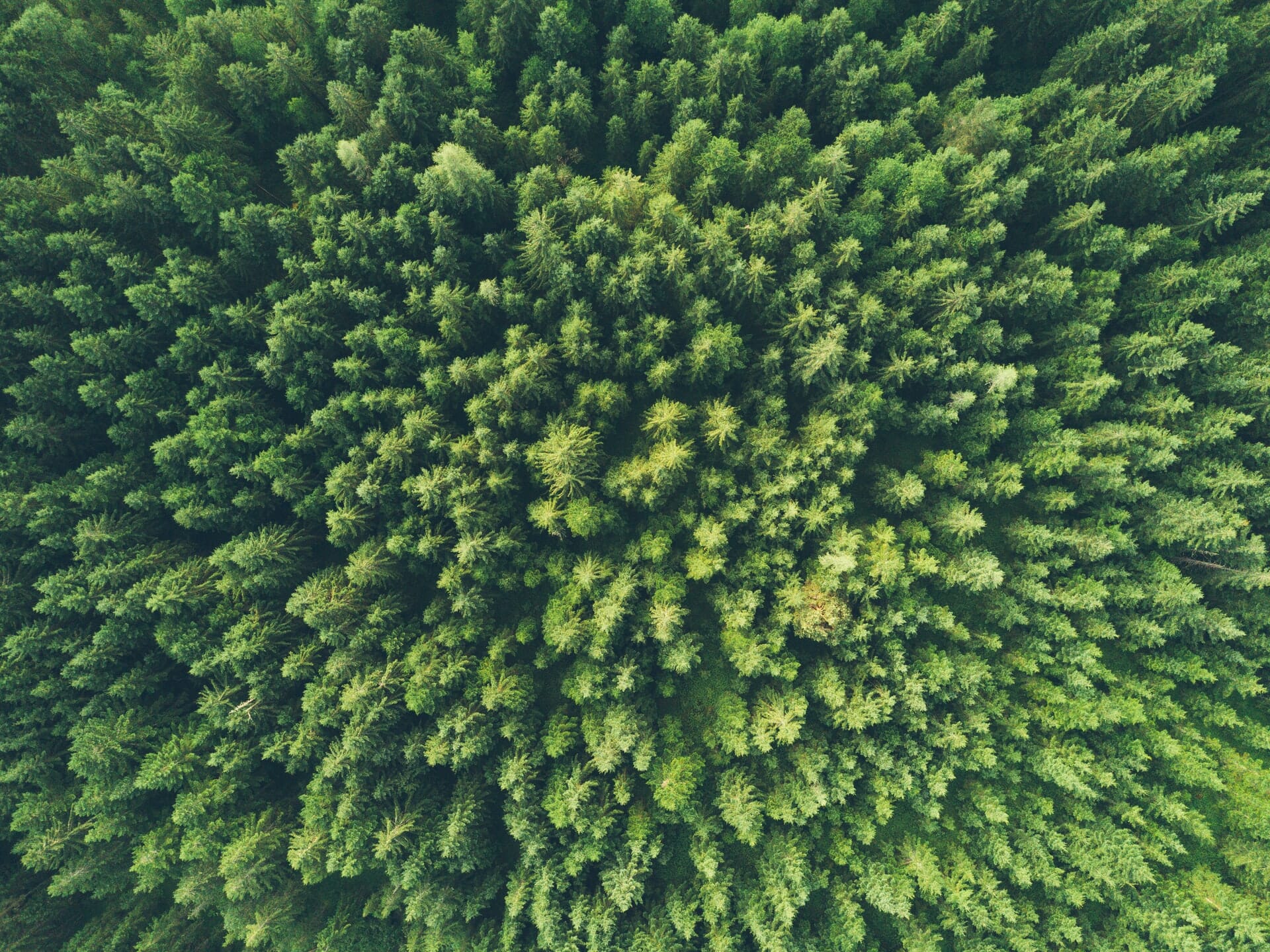 photo of trees