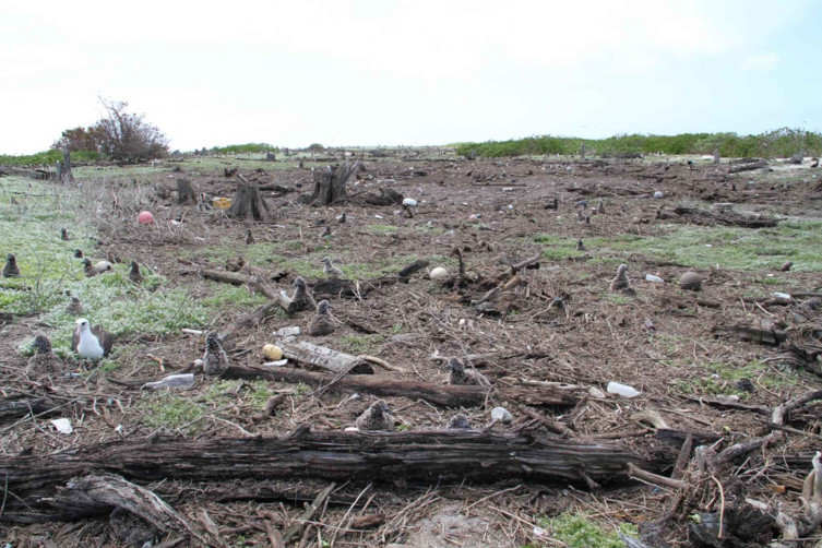 future pandemic habitat destruction