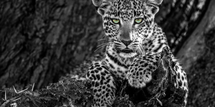 Top Photographers Use Art to Raise Environmental Awareness