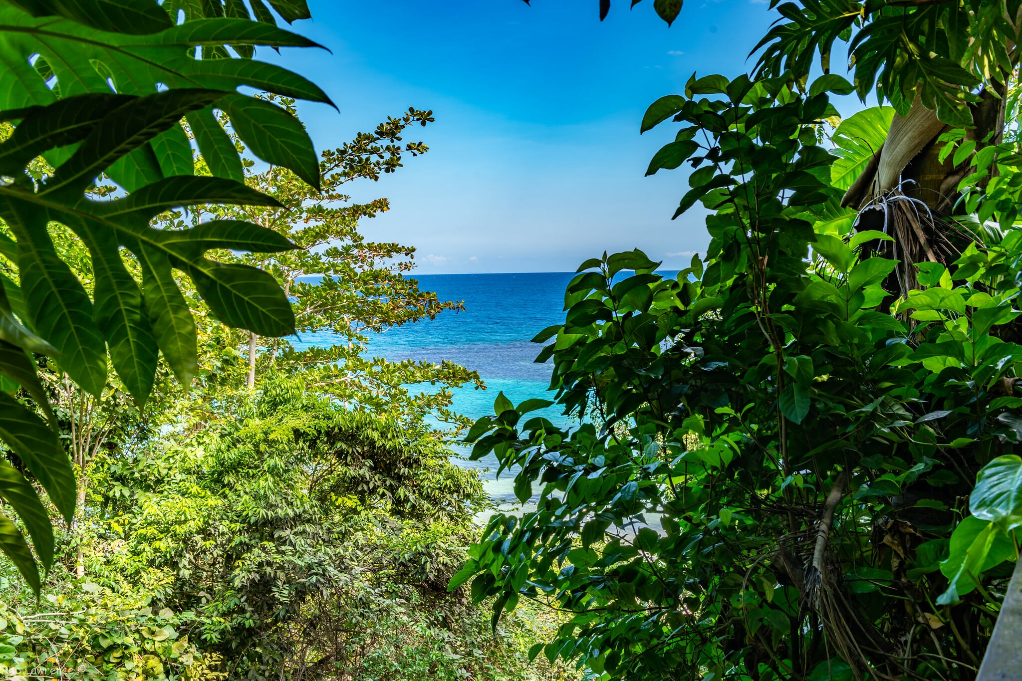 Tropical Forests Regenerate Without Human Interference