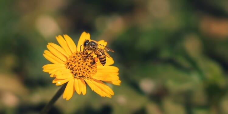 Plants That Help Protect Bees