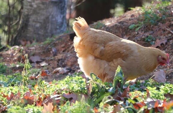 Living Like A Homesteader: Can It Help The Environment?