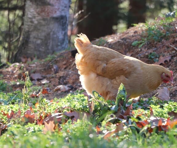 Living Like A Homesteader: Can It Help The Environment?