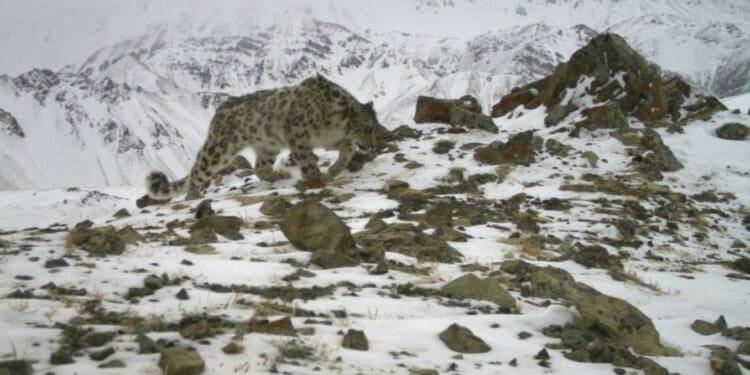snow leopard