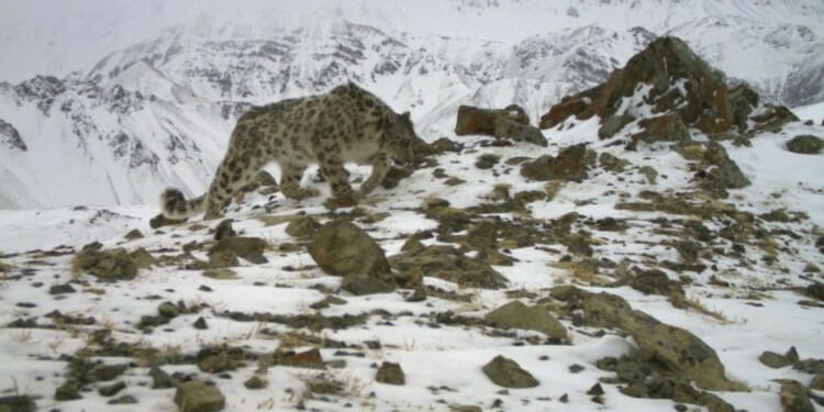 snow leopard