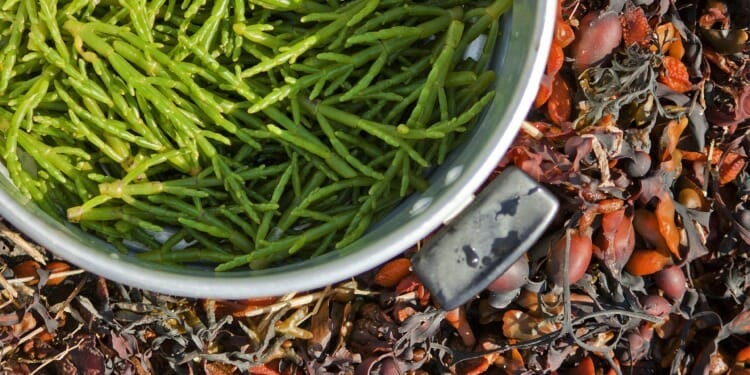 What We Can Learn from Foraging, Other than How to Forage
