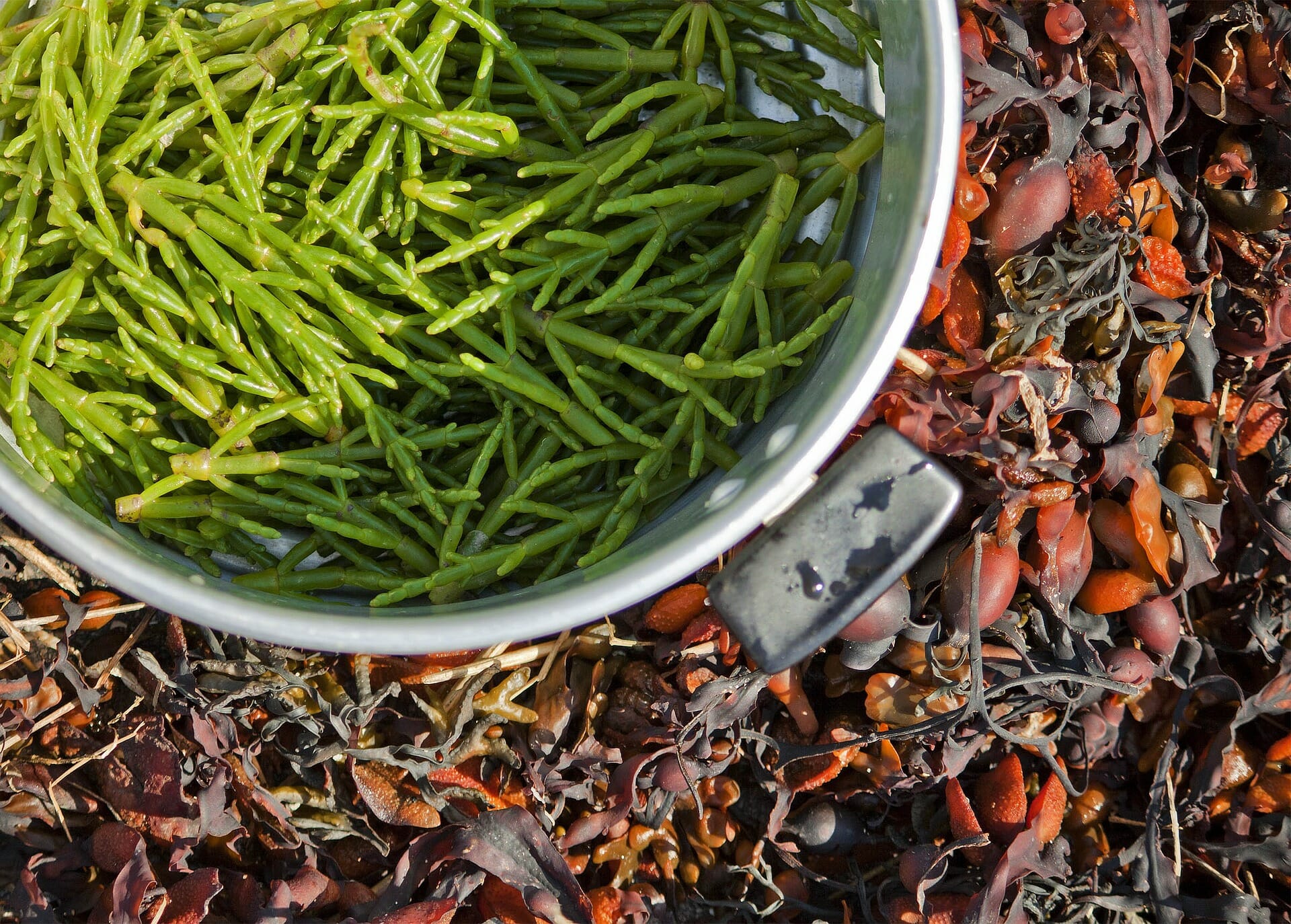 What We Can Learn from Foraging, Other than How to Forage