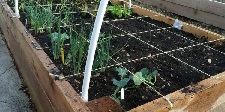 What is Square-foot Gardening?