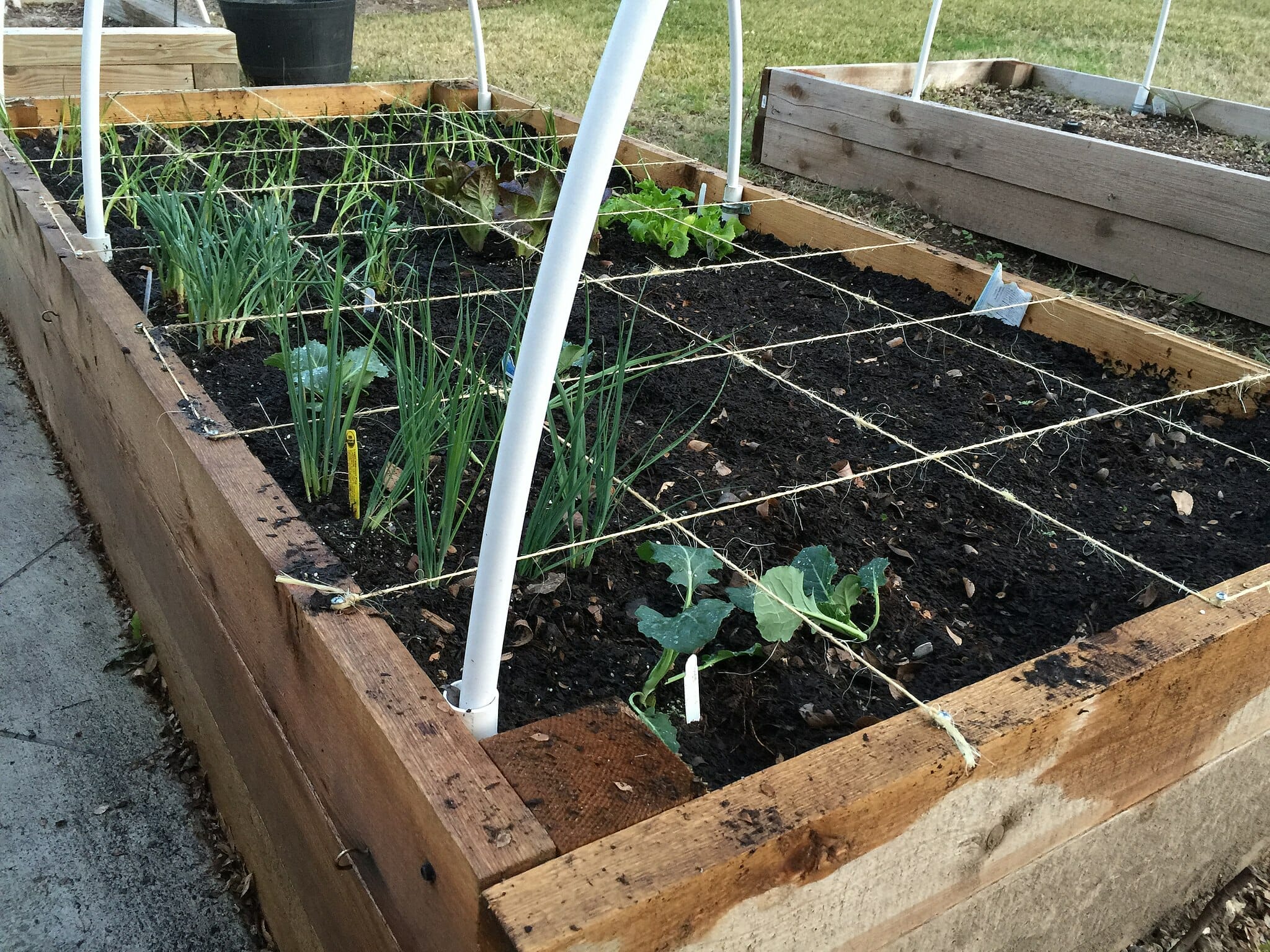 What is Square-foot Gardening?