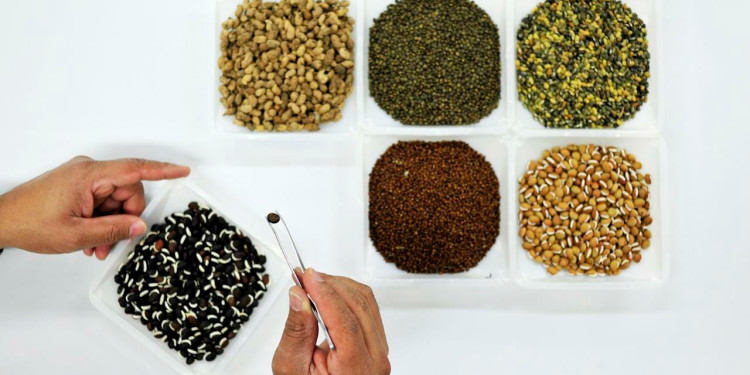 Assortment of seeds on a white background.  By CIAT via Flickr