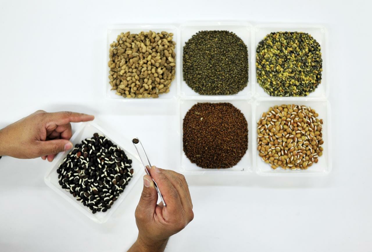 How to Make Seeds from Fruits and Vegetables at Home