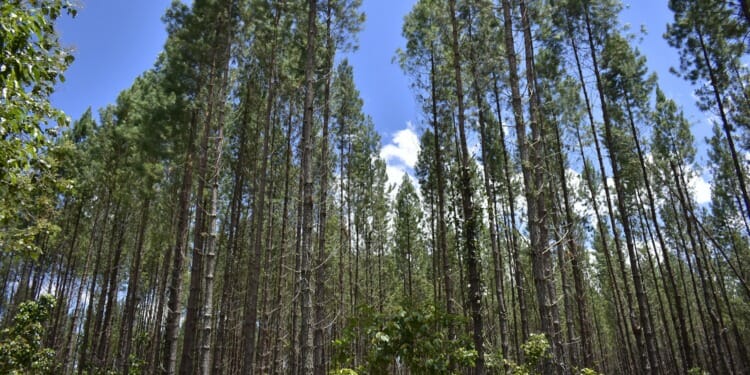 Why Is Colombia The Most Dangerous Country For Environmentalists?